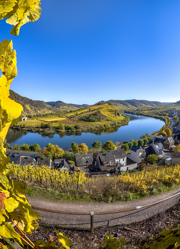 Moselschleife in Bremm eingefasst mit goldfarbenen Weinstock Bremm Geheimtipp