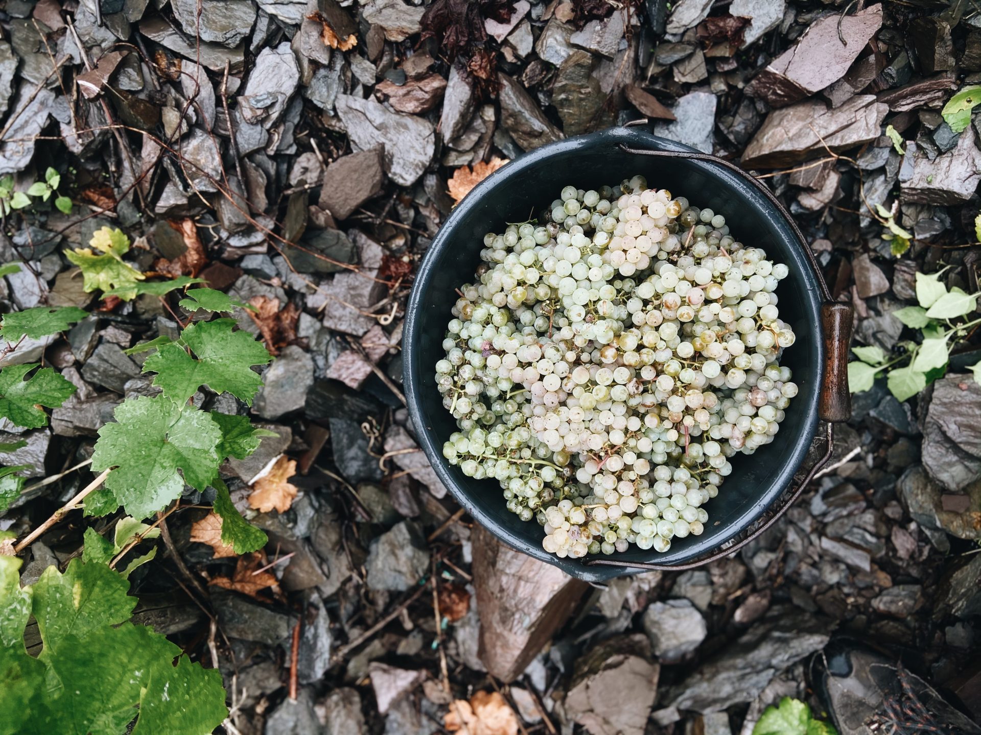Steilster Weinberg Europas