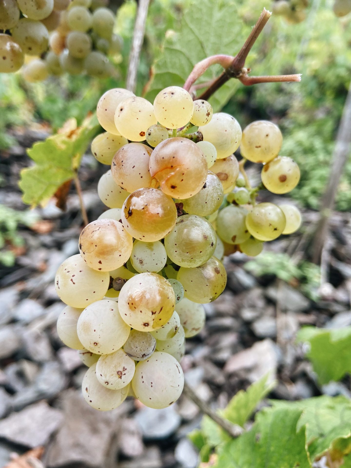 Riesling-Trauben